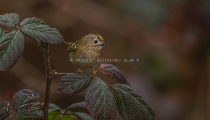 Goudhaan op doorn 🌤 ❄️ 