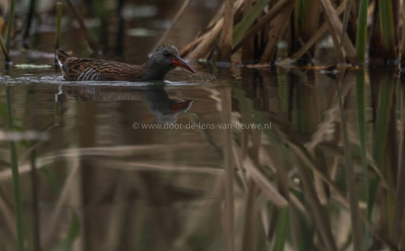** Waterral komt op mij afzwemmen.
