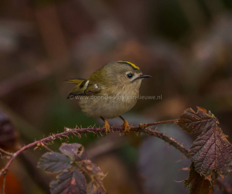 Goudhaan op oude doorns 🌤 ❄️ 