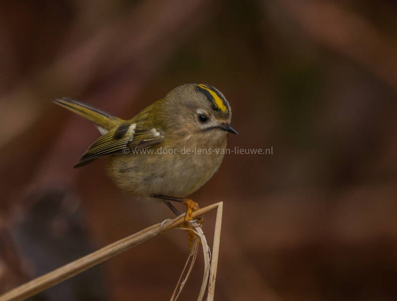 Goudhaan op grasspriet. 🌤 ❄️ 