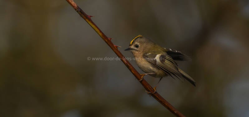 Goudhaan wipt zijn vleugels omhoog.