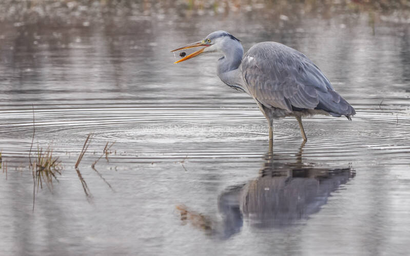Blauwe reiger hap-slik-wegje🌤❄️ 