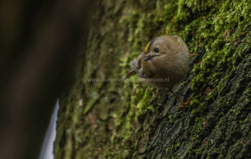Goudhaan op bemoste eik. 🌤 ❄️