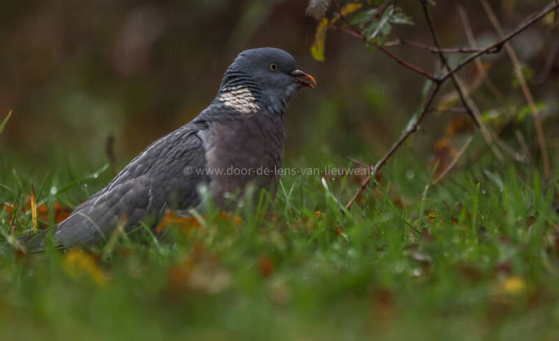 Houtduif in de regen.