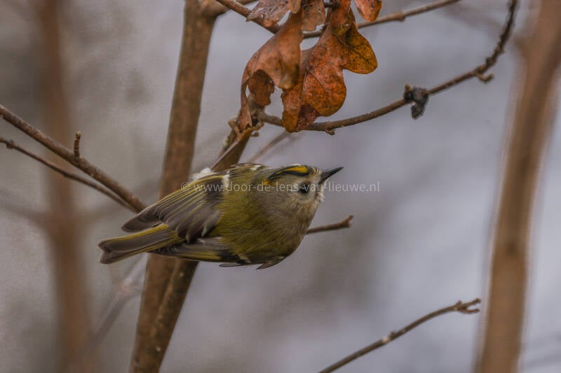 Goudhaan op oud eikenblad 🌤 ❄️