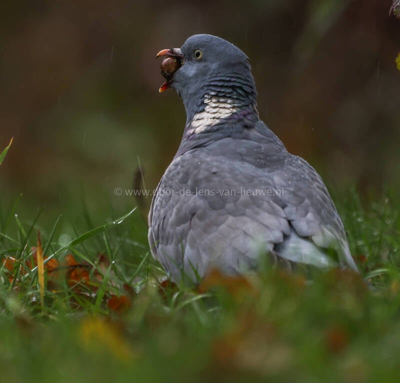 Houtduif met eikel.