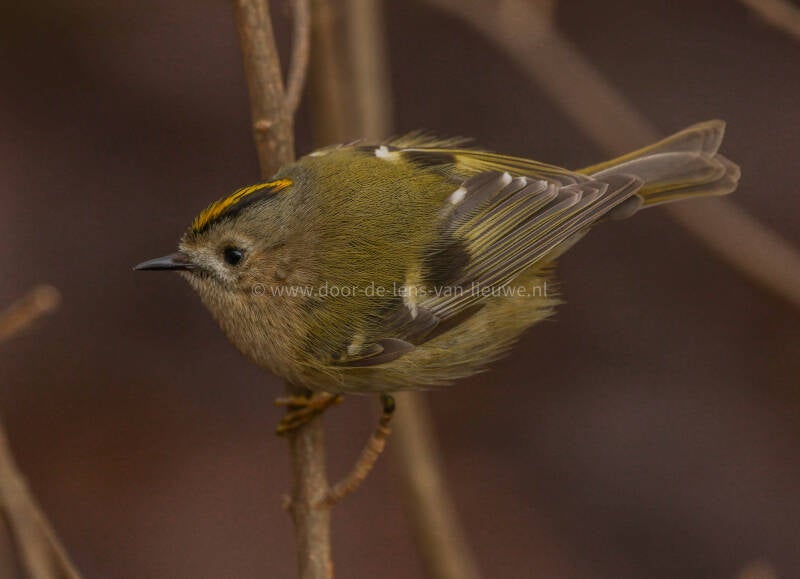 Dichtbij zittende goudhaan 🌤 ❄️ 