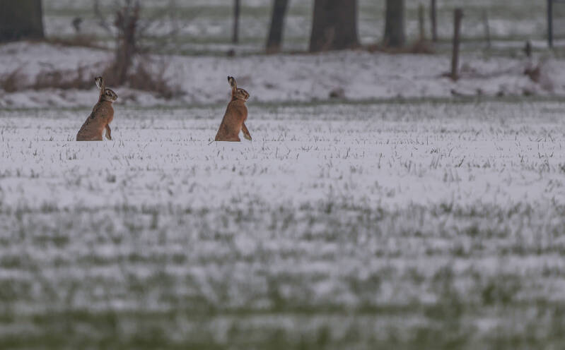 Hazen in de sneeuw.