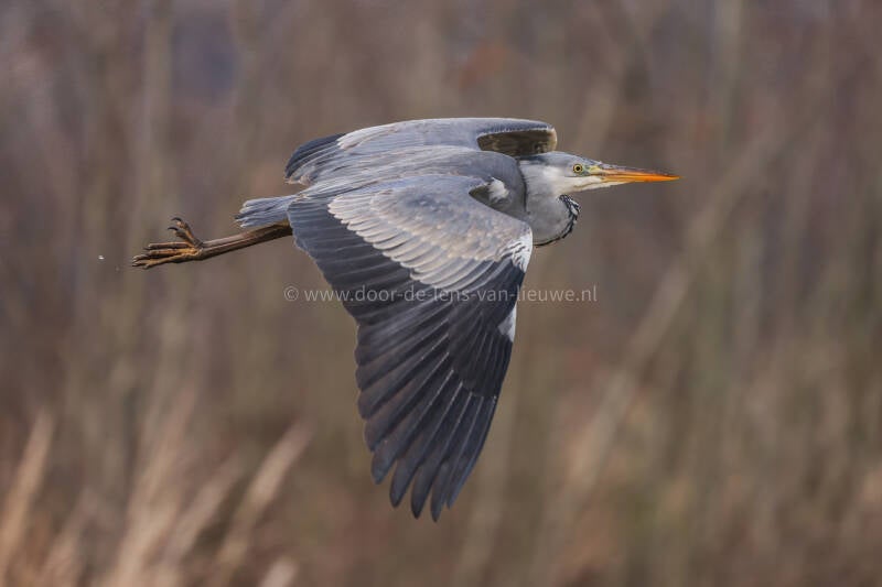 Vliegende blauwe reiger 🌤❄️ 