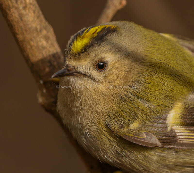 Goudhaan portret 🌤 ❄️ 