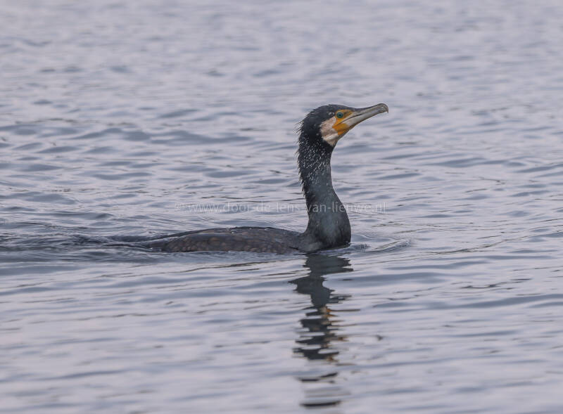 Zwemmende aalscholver in wintervacht. 🌤 ❄️ 
