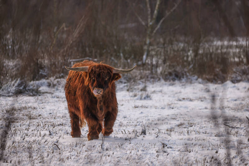 Schotse hooglander in de sneeuw