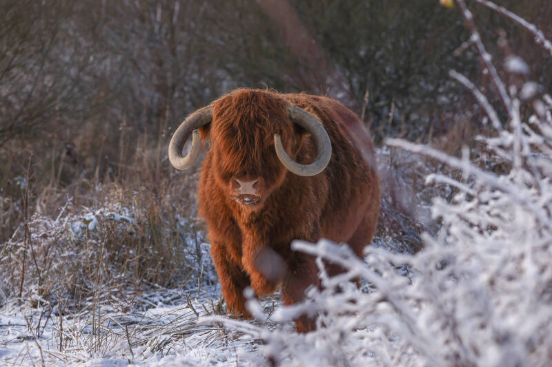 Mooie schotse hooglander in de sneeuw.