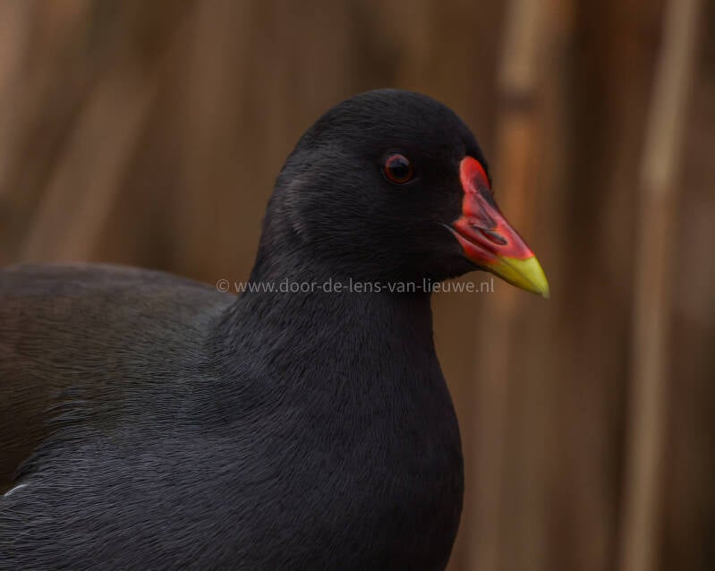 Waterhoen portret  🌤 ❄️ 