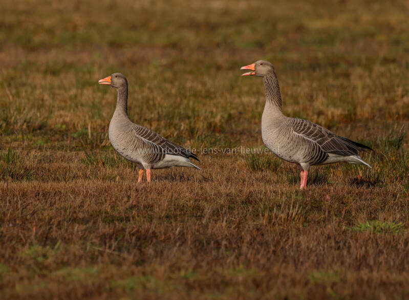 Roepende grauwe ganzen.  🌅 ❄️ 