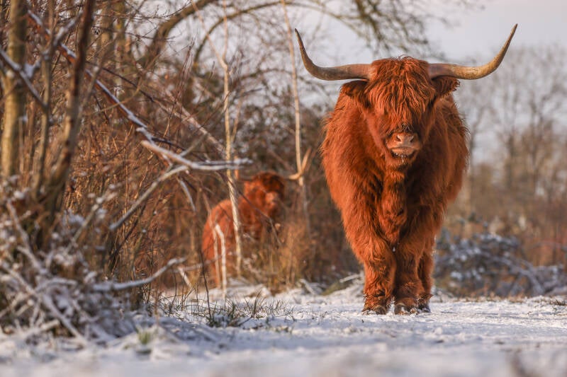 Schotse hooglander in de sneeuw 🌤 ❄️ 