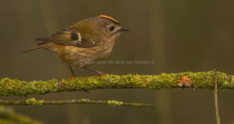 Goudhaan op mooie tak met korstmossen.