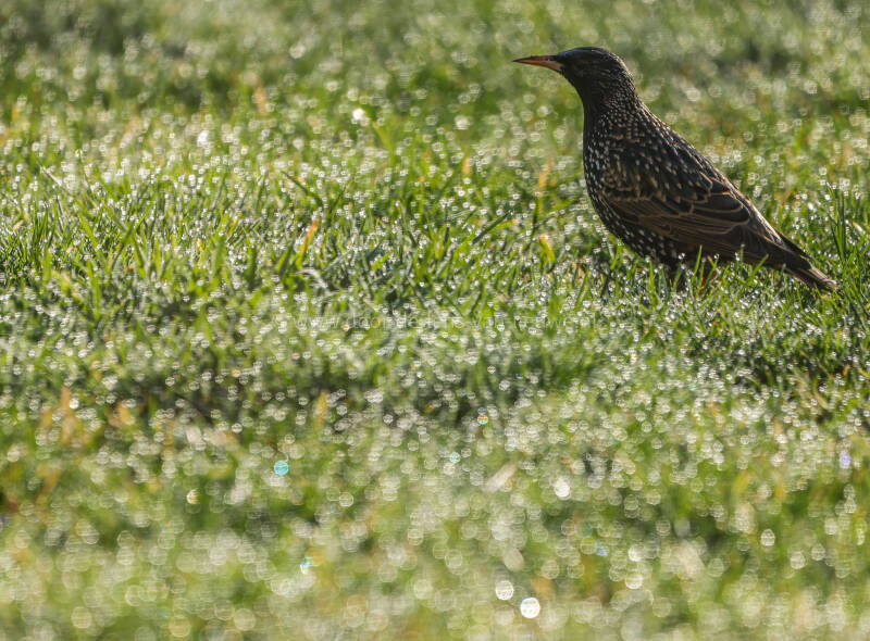 Spreeuw in bokeh ochtendlicht 🌸 