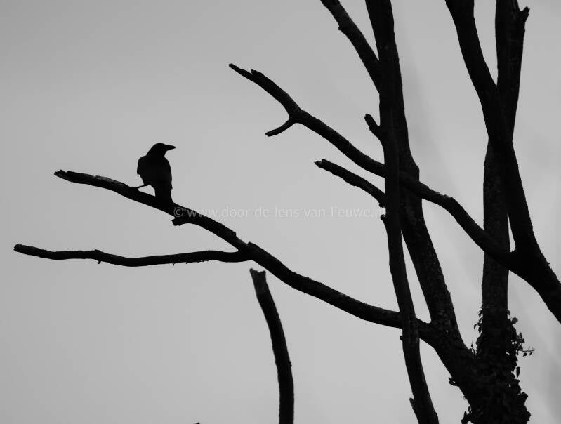 Zwarte kraai zwart-wit 🌤 ❄️ 
