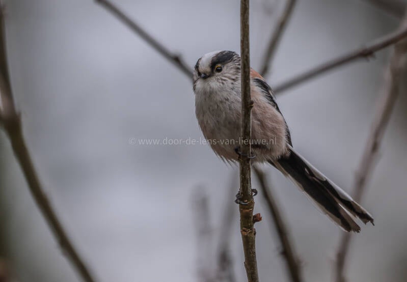 Staartmees op dunne tak. 🌤 ❄️ 