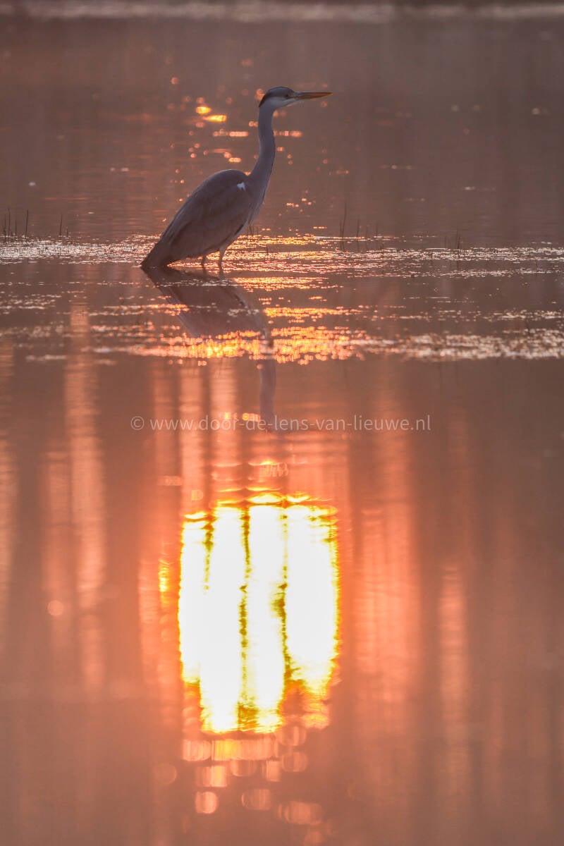 Blauwe reiger in ochtendlicht.  🌅  🌸 