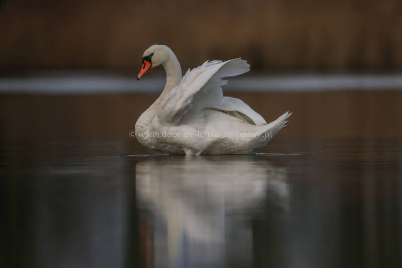 Knobbelzwaan wipt met z'n vleugels.