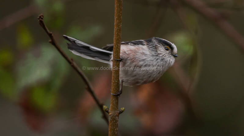 Staartmees met leuke houding. 🌤 ❄️ 