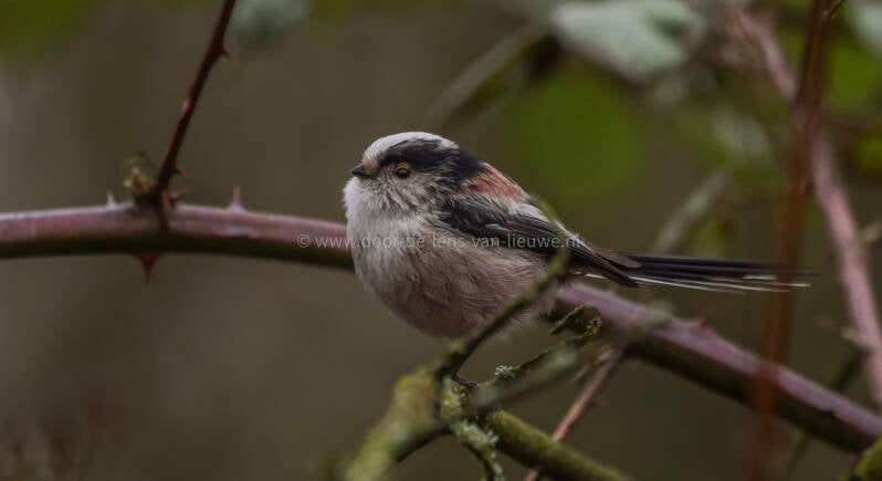 Staartmees 🌤 ❄️ 