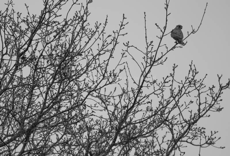 Torenvalk vrouwtje in zwart-wit.