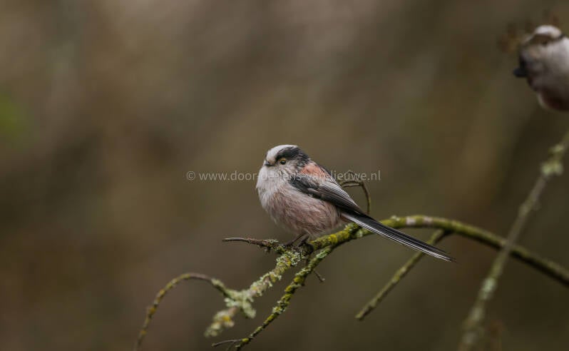 Staartmees op mooie tak. 🌤 ❄️ 