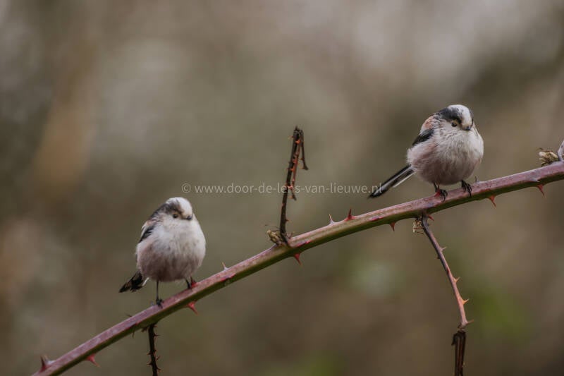 Staartmezen 🌤❄️  