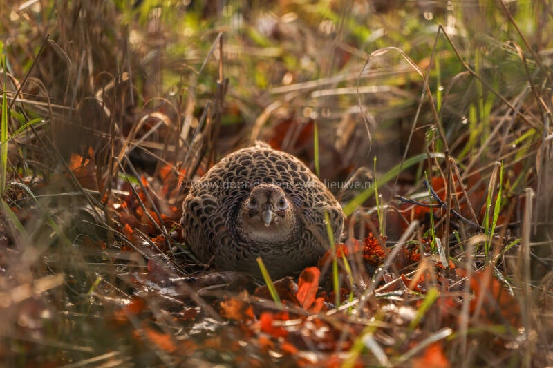 Fazant vrouwtje die zich verschuilt.