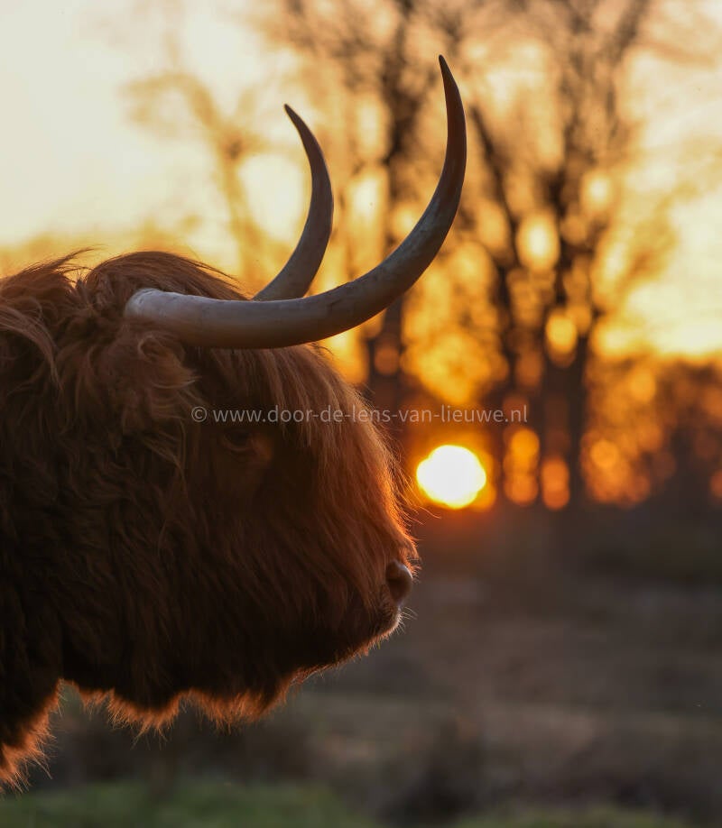 Schotse hooglander met ondergaande zon 🌙 