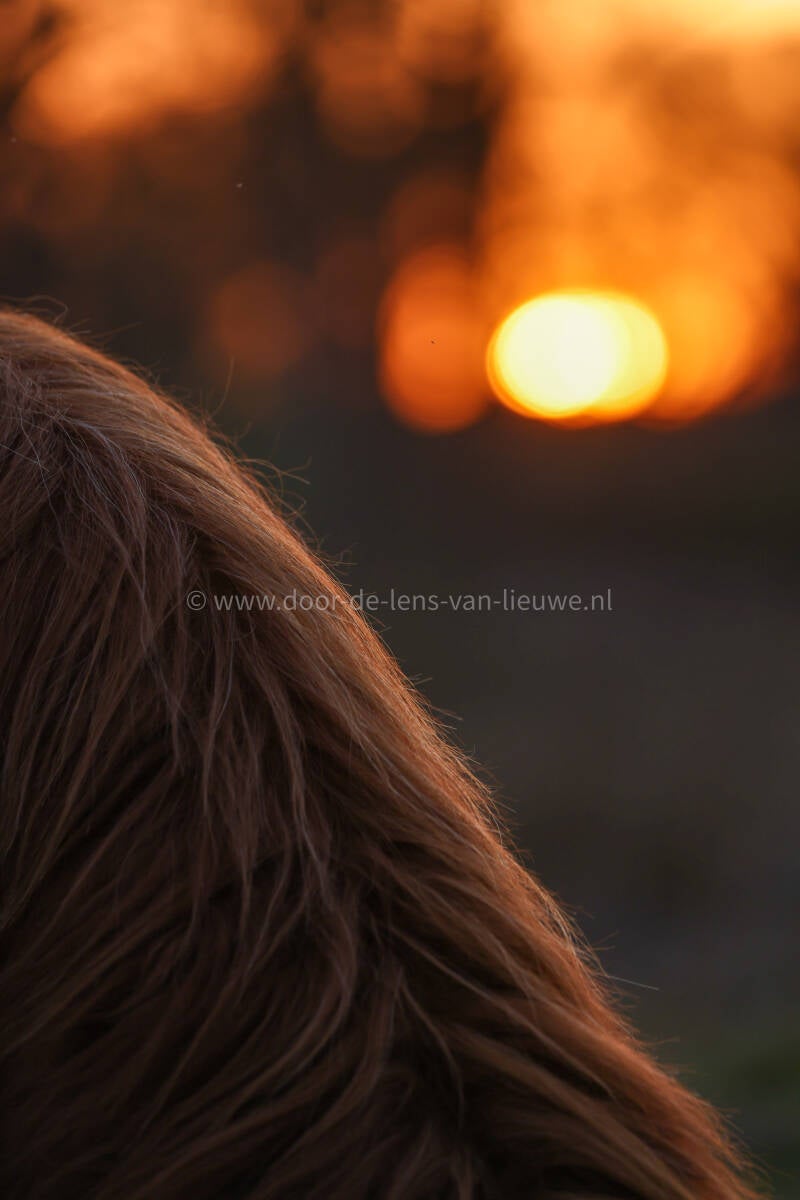 Schotse hooglander dichtbij met ondergaande zon 🌙 