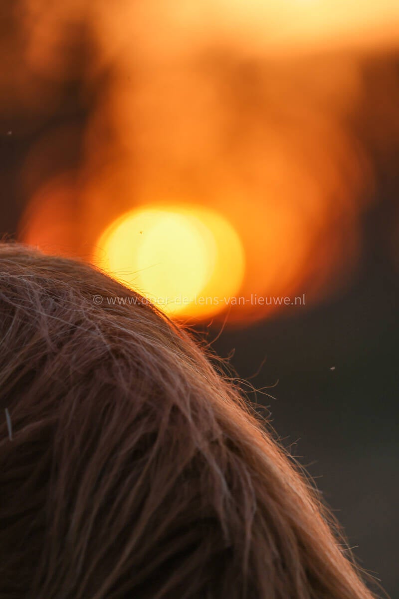 Schotse hooglander dichtbij met ondergaande zon 🌙 