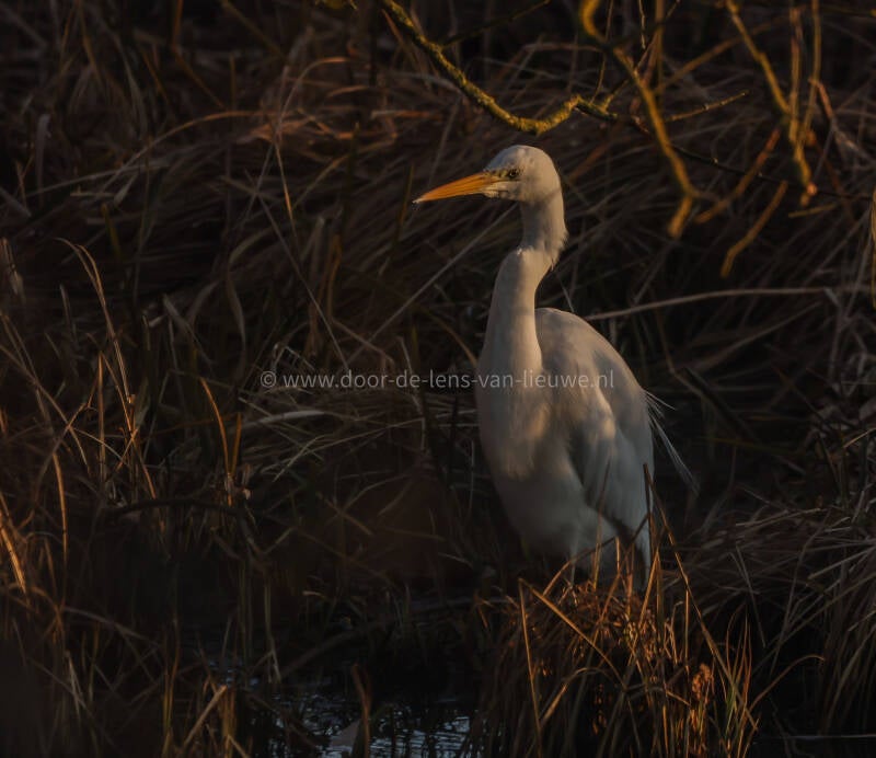zilverreiger in avondlicht 🌙 