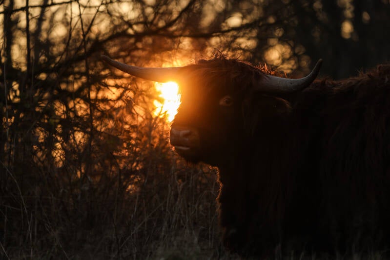 Tegenlicht portret van schotse hooglander.