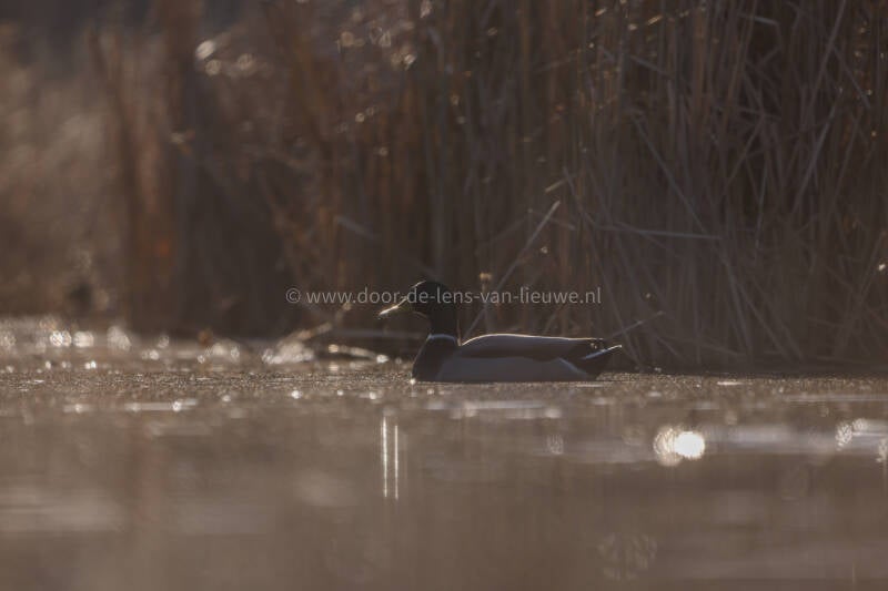 Wilde eend man in tegenlicht.
