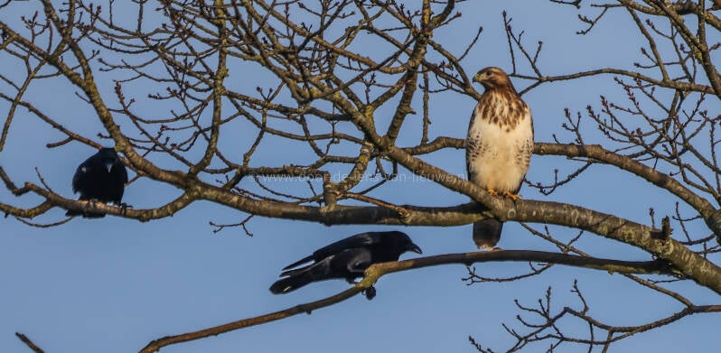Blonde buizerd met zwarte kraaien.