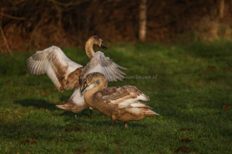 Juveniele knobbelzwanen 