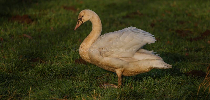 Een al oudere juveniele knobbelzwaan.