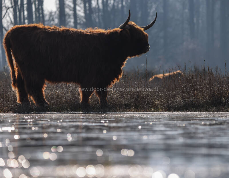 Schotse hooglander bij bevroren plas in ochtendlicht..  🌅  🌸 