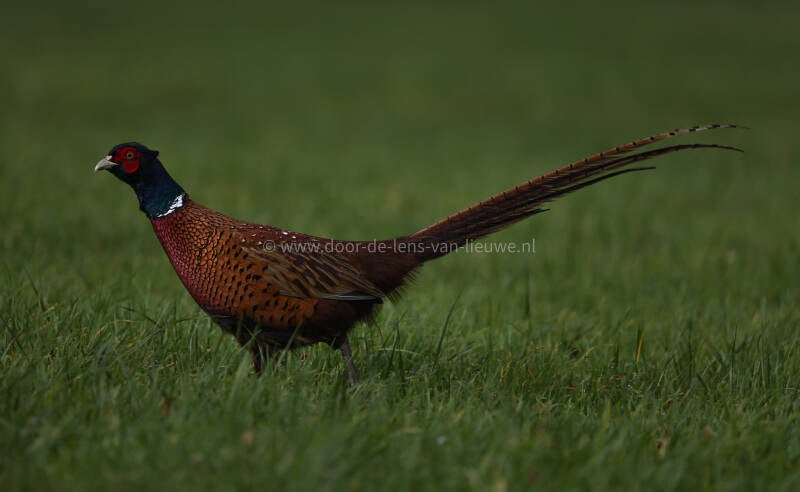 Fazant man in weiland.