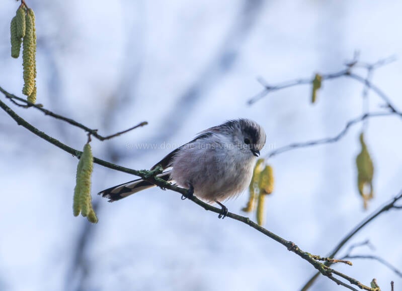 Staartmees in Hazelaar.