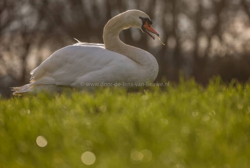 Knobbelzwaan in tegenlicht.