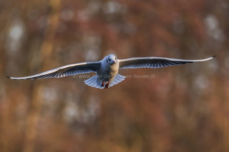 Kokmeeuw komt op me afvliegen.