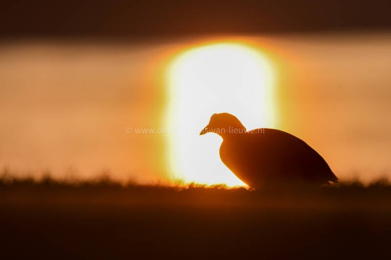 Meerkoet in zonsondergang.