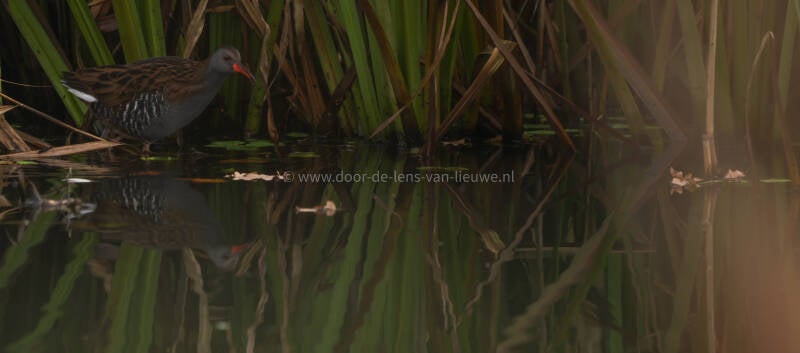 **Waterral in de begroeiing