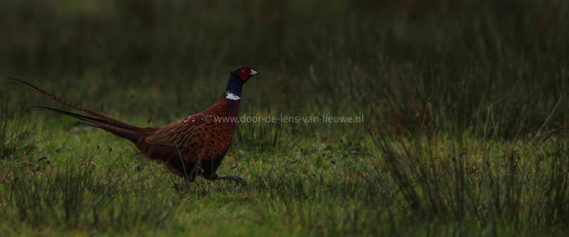 Fazant man op de vlucht.