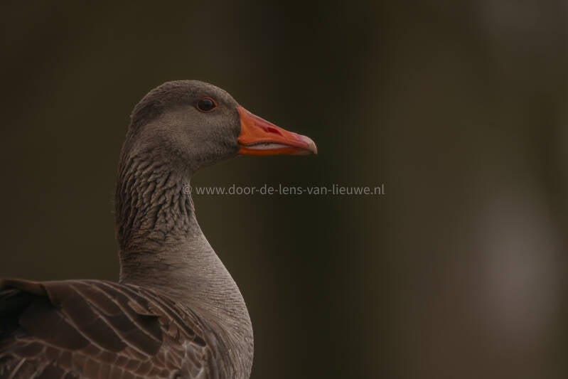 Grauwe gans portret.